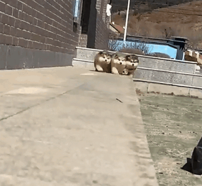 Keywords: 개,달리기,밀치기,강아지