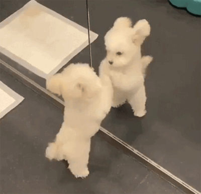 Keywords: 주먹질,개,강아지